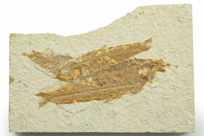 Limestone with Two Fossil Fish (Knightia) - Wyoming #363819